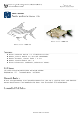 Species Fact Sheets Puntius Gonionotus (Bleeker, 1850)