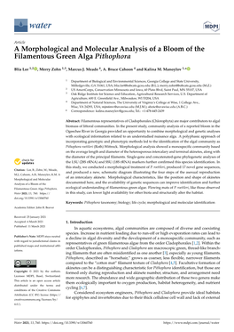 A Morphological and Molecular Analysis of a Bloom of the Filamentous Green Alga Pithophora