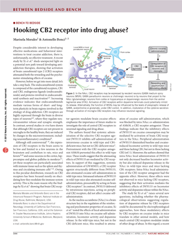 Hooking CB2 Receptor Into Drug Abuse?