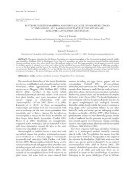 Butterfly Kleptoparasitism and First Account of Immature Stages, Myrmecophily, and Bamboo Host Plant of the Metalmark Adelotypa Annulifera (Riodinidae)