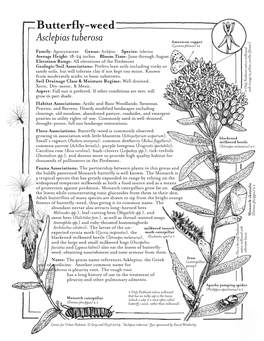 Butterfly-Weed (Asclepias Tuberosa)