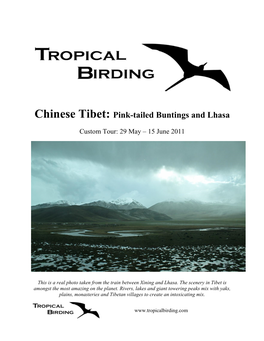 Chinese Tibet: Pink-Tailed Buntings and Lhasa