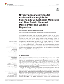 Glycosylphosphatidylinositol- Anchored Immunoglobulin Superfamily Cell Adhesion Molecules and Their Role in Neuronal Development and Synapse Regulation