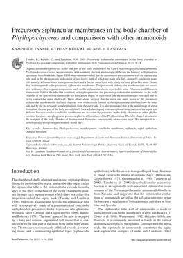 Precursory Siphuncular Membranes in the Body Chamber of Phyllopachyceras and Comparisons with Other Ammonoids