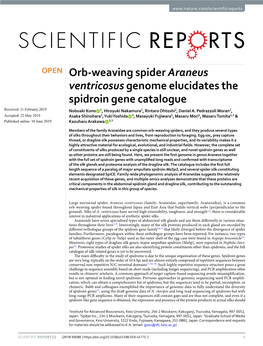 Orb-Weaving Spider Araneus Ventricosus Genome