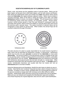 VEGETATIVE MORPHOLOGY of FLOWERING PLANTS Stems, Roots, and Leaves Are the Vegetative Parts of Vascular Plants. Stems Are the B