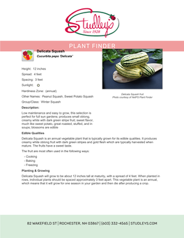 Studley's Delicata Squash