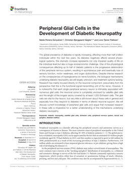 Peripheral Glial Cells in the Development of Diabetic Neuropathy