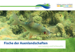 Fische Der Auenlandschaften Von Leipzig Und Schkeuditz LEBENDIGE LUPPE Fische Im Auwald? Fische Und Wasser Gehören Zusam- Lebensraum Z.B