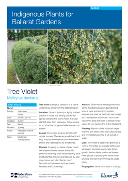 Tree Violet Indigenous Plants for Ballarat Gardens