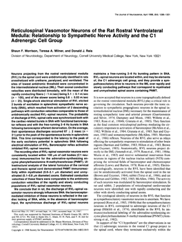 Reticulospinal Vasomotor Neurons of the Rat Rostra1 Ventrolateral Medulla: Relationship to Sympathetic Nerve Activity and the Cl Adrenergic Cell Group