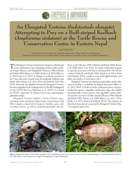 Indotestudo Elongata) on the Road to Understanding the Ecology and Conservation of the Midwest’S Giant Serpent