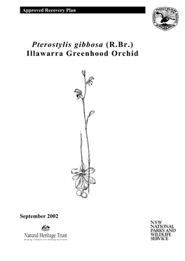 Pterostylis Gibbosa (R.Br.) Illawarra Greenhood Orchid