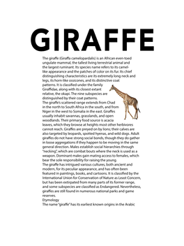 The Giraffe (Giraffa Camelopardalis) Is an African Even-Toed Ungulate Mammal, the Tallest Living Terrestrial Animal and the Largest Ruminant