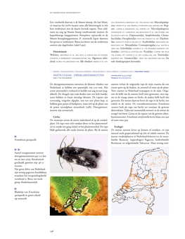 248 Kuchlein & Bot 2010. Depressariidae, Amphisbatidae, Chima- Bengtsson 1997. Momphidae, Cosmopterigidae E.A.: Koster &
