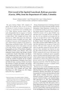 First Record of the Spotted Lancehead, Bothrops Punctatus (García, 1896), from the Department of Caldas, Colombia