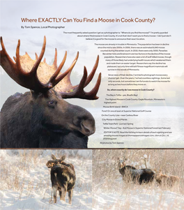 Where EXACTLY Can You Find a Moose in Cook County? by Tom Spence, Local Photographer