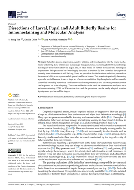Dissections of Larval, Pupal and Adult Butterfly Brains for Immunostaining