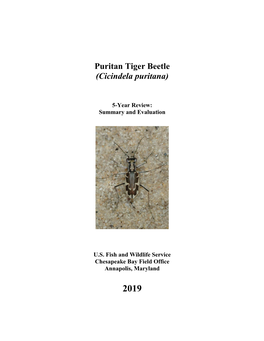 Puritan Tiger Beetle (Cicindela Puritana)