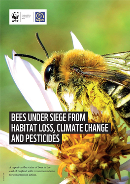 Bees Under Siege from Habitat Loss, Climate Change and Pesticides