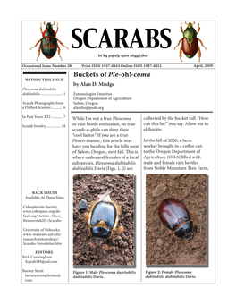 Scarab Jewelry