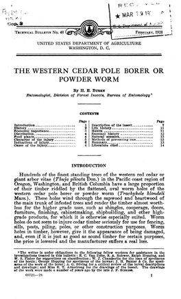 The Western Cedar Pole Borer Or Powder Worm