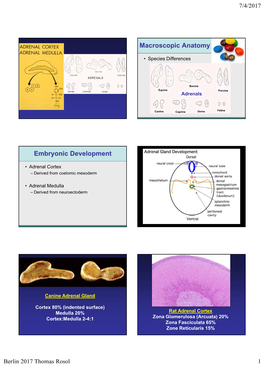 Macroscopic Anatomy Embryonic Development