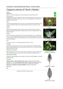 Capparis Arborea (F.Muell.) Maiden Family: Capparaceae Maiden, J.H