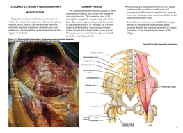 13. Lower Extremity Neuroanatomy