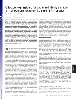 Olfactory Expression of a Single and Highly Variable V1r Pheromone Receptor-Like Gene in Fish Species