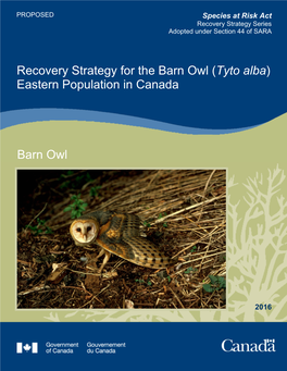 Barn Owl (Tyto Alba) Eastern Population in Canada