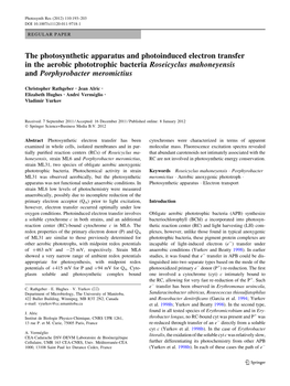 The Photosynthetic Apparatus and Photoinduced Electron Transfer in the Aerobic Phototrophic Bacteria Roseicyclus Mahoneyensis and Porphyrobacter Meromictius