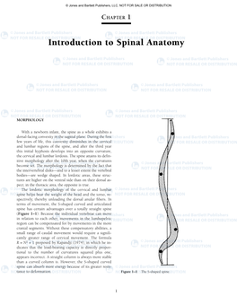 Introduction to Spinal Anatomy