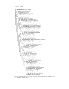 Larinae Species Tree