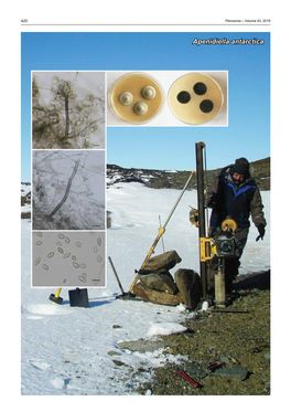 Apenidiella Antarctica Fungal Planet Description Sheets 421
