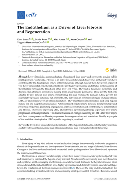 The Endothelium As a Driver of Liver Fibrosis and Regeneration