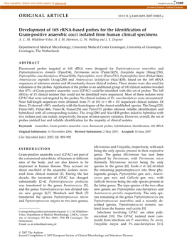 Development of 16S Rrna-Based Probes for the Identification of Gram