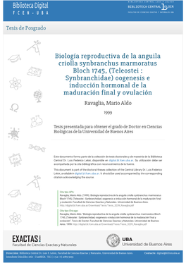 Biología Reproductiva De La Anguila Criolla Synbranchus Marmoratus