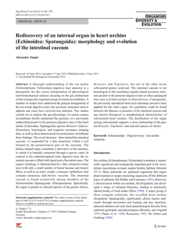 Echinoidea: Spatangoida): Morphology and Evolution of the Intestinal Caecum