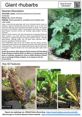 ID Gunnera Spp Giant Rhubarb