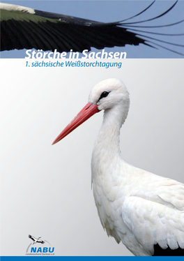 Störche in Sachsen 1