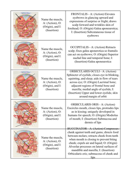 Name the Muscle, A: (Action), O: (Origin), and I: (Insertion) FRONTALIS