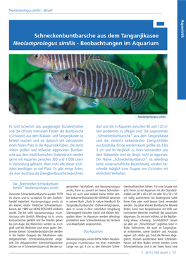 Schneckenbuntbarsche Aus Dem Tanganjikasee Neolamprologus Similis - Beobachtungen Im Aquarium