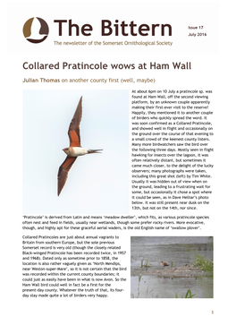 Collared Pratincole Wows at Ham Wall