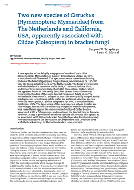 Two New Species of Cleruchus (Hymenoptera: Mymaridae) from the Netherlands and California, USA, Apparently Associated with Ciidae (Coleoptera) in Bracket Fungi