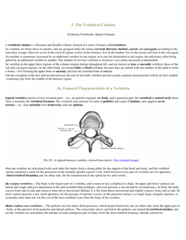 3. the Vertebral Column 3A. General Characteristics of a Vertebra