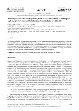 Redescription of Aetobatus Flagellum (Bloch & Schneider, 1801), an Endangered Eagle Ray (Myliobatoidea: Myliobatidae) from the Indo–West Pacific