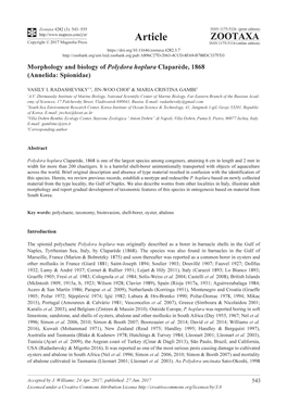 Morphology and Biology of Polydora Hoplura Claparède, 1868 (Annelida: Spionidae)