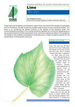 Lime Tilia Spp