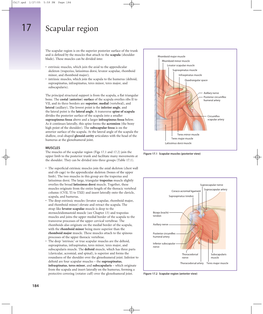 Scapular Region